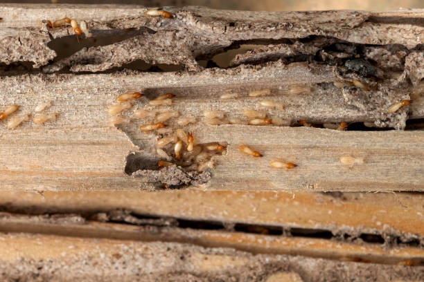 Best Termite Control Services  in Gering, NE